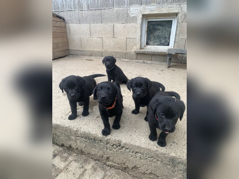 Labrador Retriver Welpen