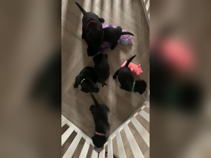 Labrador Retriver Welpen