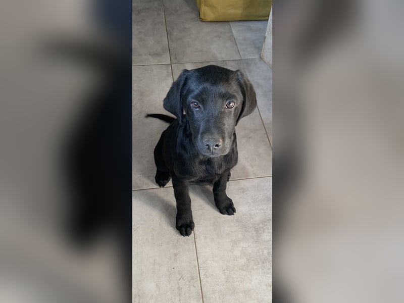 Labrador Retriver Welpen