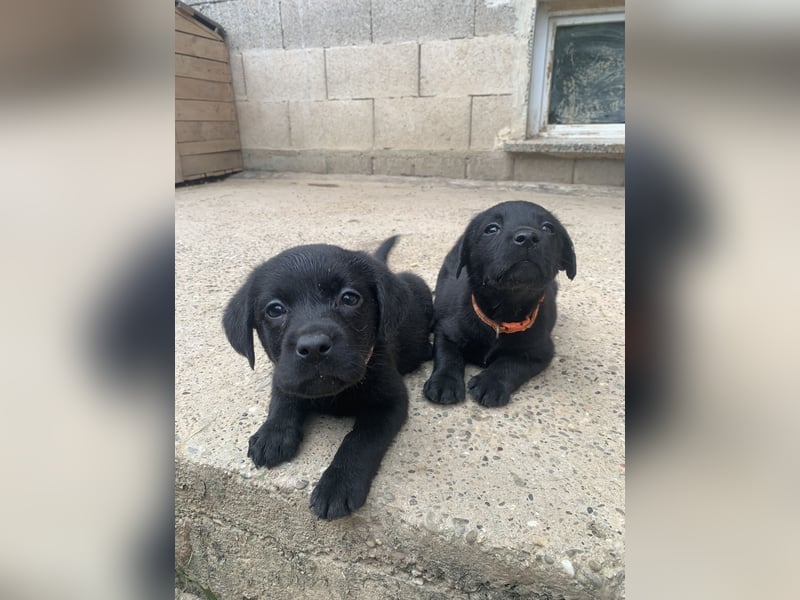 Labrador Retriver Welpen