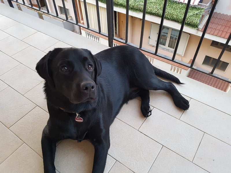 Labrador Retriver Welpen
