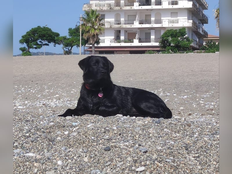 Labrador Retriver Welpen