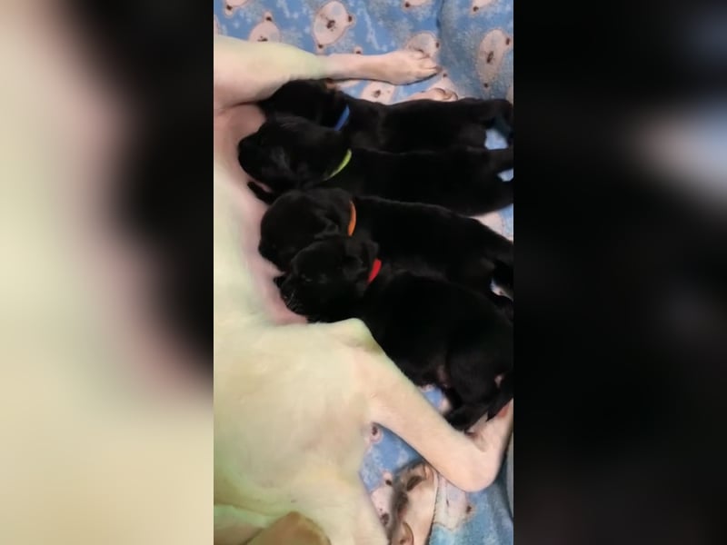 Labrador Retriver Welpen