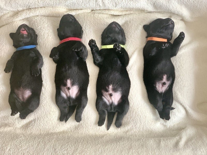 Labrador Retriver Welpen