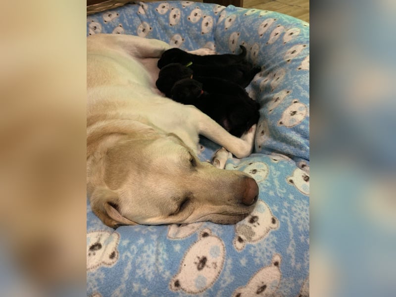 Labrador Retriver Welpen