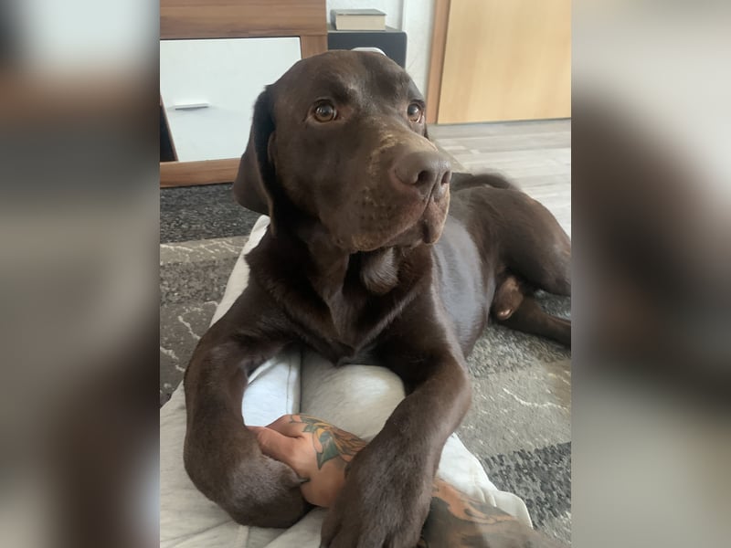 Labrador Retriver Welpen