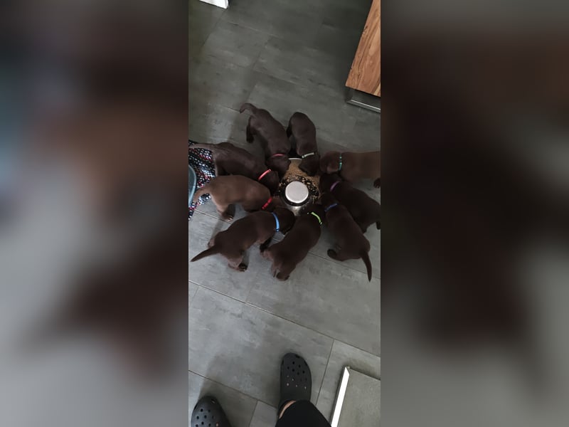Neun zuckersüße reinrassige schokobraune Labrador-Welpen suchen ein liebevolles neues Zuhause!