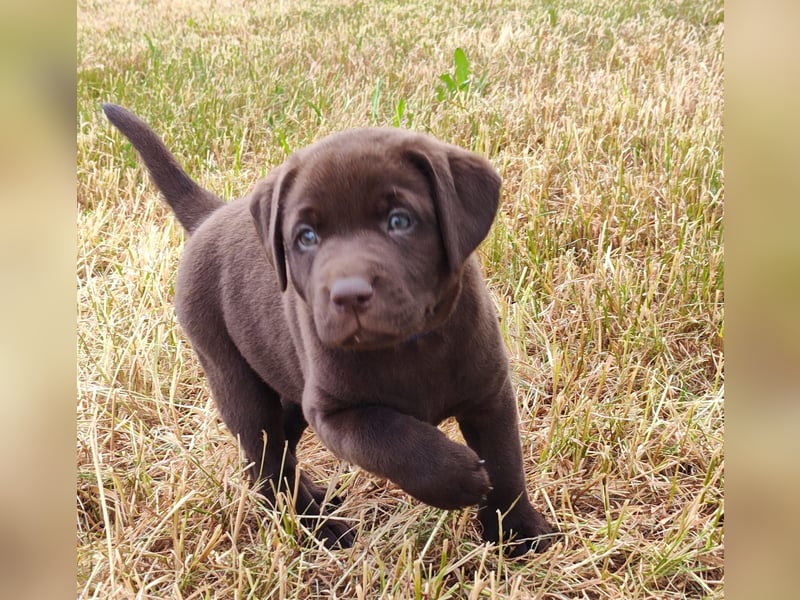 Neun zuckersüße reinrassige schokobraune Labrador-Welpen suchen ein liebevolles neues Zuhause!