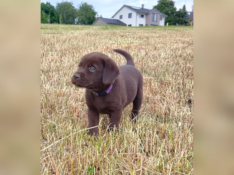 Neun zuckersüße reinrassige schokobraune Labrador-Welpen suchen ein liebevolles neues Zuhause!