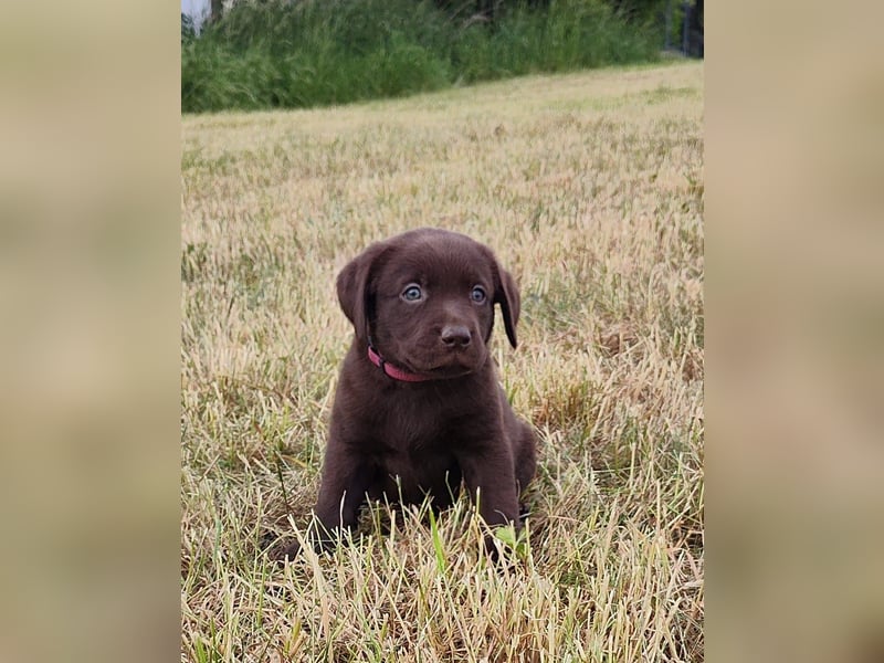 Neun zuckersüße reinrassige schokobraune Labrador-Welpen suchen ein liebevolles neues Zuhause!