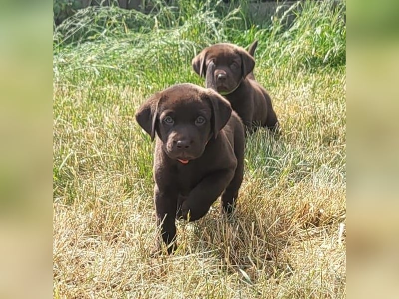 Neun zuckersüße reinrassige schokobraune Labrador-Welpen suchen ein liebevolles neues Zuhause!