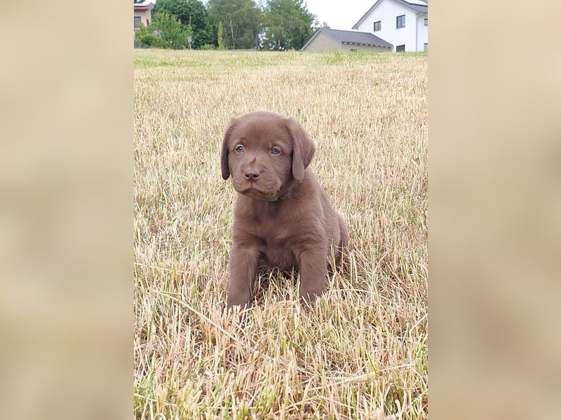 Neun zuckersüße reinrassige schokobraune Labrador-Welpen suchen ein liebevolles neues Zuhause!