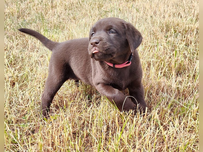 Neun zuckersüße reinrassige schokobraune Labrador-Welpen suchen ein liebevolles neues Zuhause!