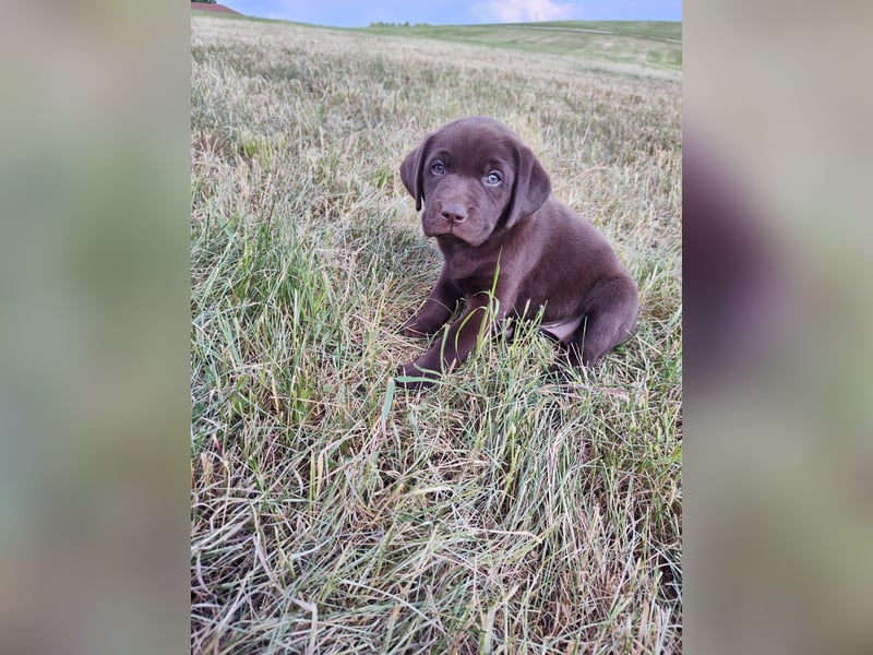 Neun zuckersüße reinrassige schokobraune Labrador-Welpen suchen ein liebevolles neues Zuhause!