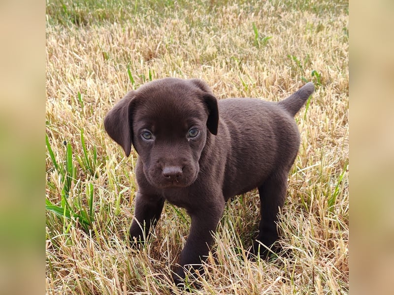 Neun zuckersüße reinrassige schokobraune Labrador-Welpen suchen ein liebevolles neues Zuhause!