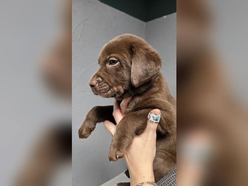 Labradorwelpen suchen ihre neue Familie