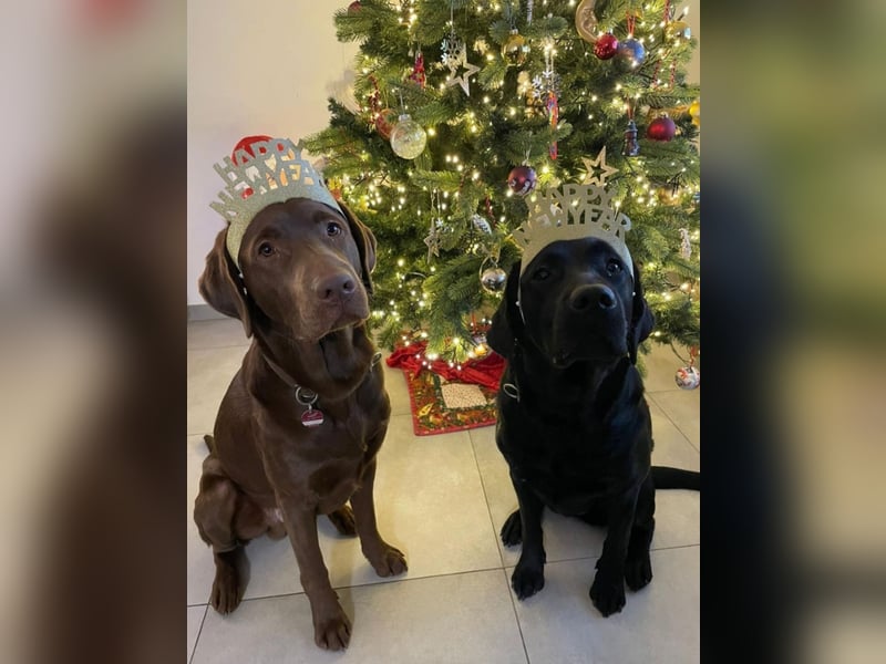 Labradorwelpen suchen ihre neue Familie