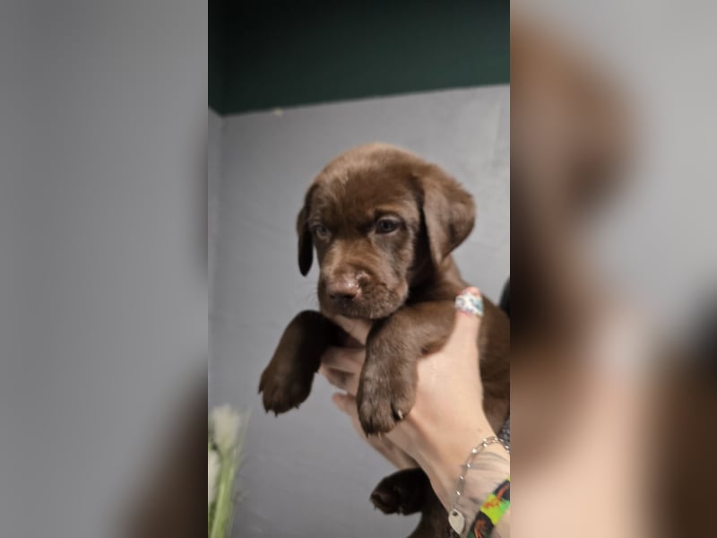 Labradorwelpen suchen ihre neue Familie