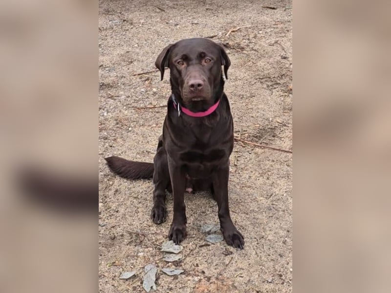 Labradorwelpen suchen ihre neue Familie