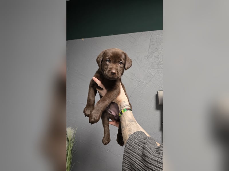 Labradorwelpen suchen ihre neue Familie