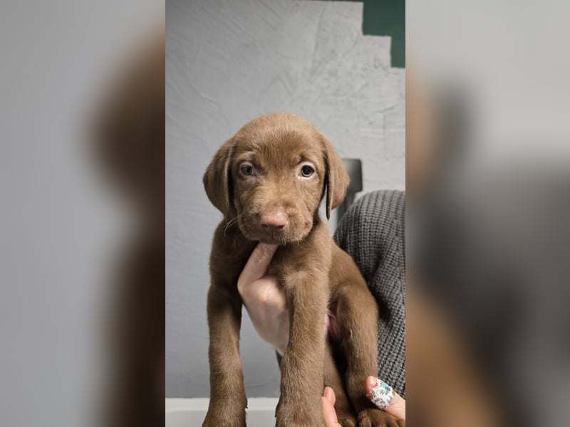 Labradorwelpen suchen ihre neue Familie