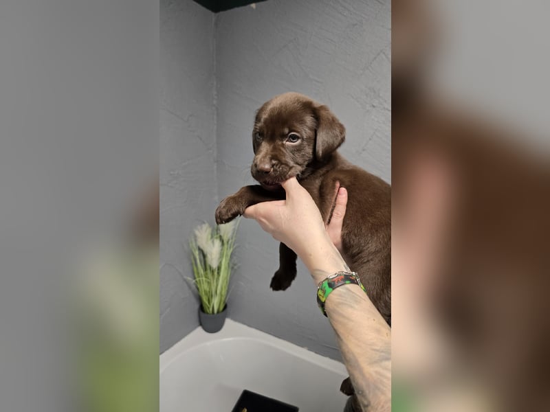 Labradorwelpen suchen ihre neue Familie