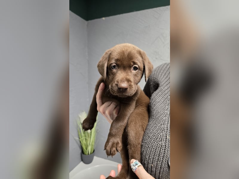 Labradorwelpen suchen ihre neue Familie
