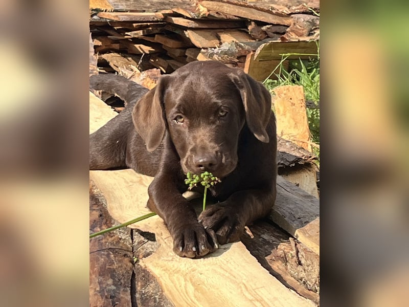 Süße Schoko Labrador Welpen