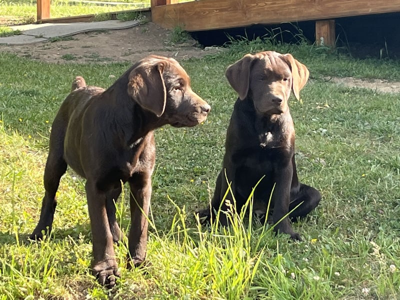 Süße Schoko Labrador Welpen