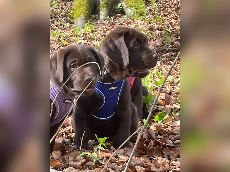 Süße Schoko Labrador Welpen
