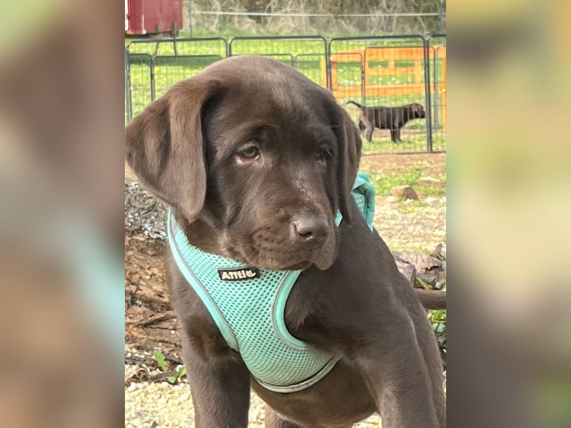 Süße Schoko Labrador Welpen