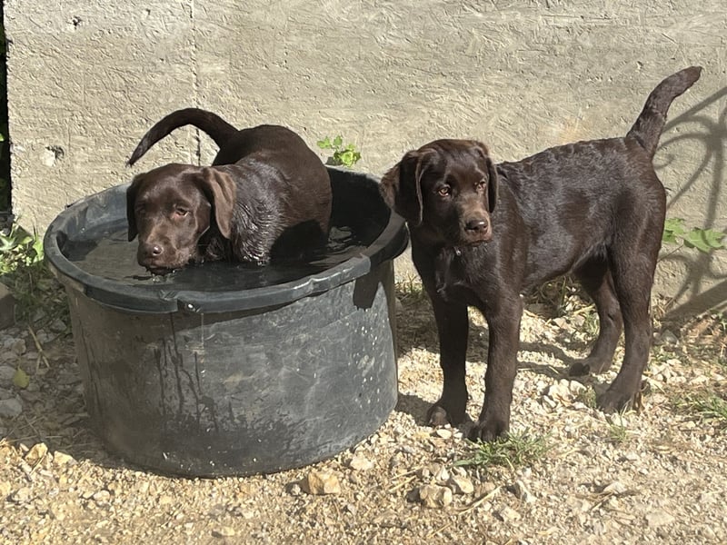 Süße Schoko Labrador Welpen