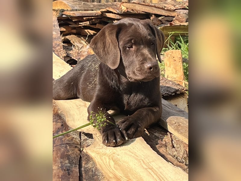 Süße Schoko Labrador Welpen