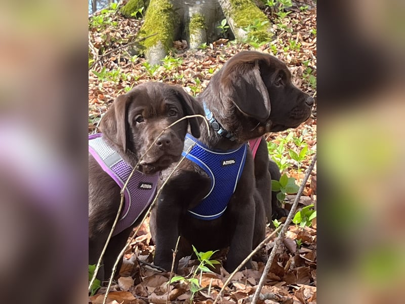 Süße Schoko Labrador Welpen