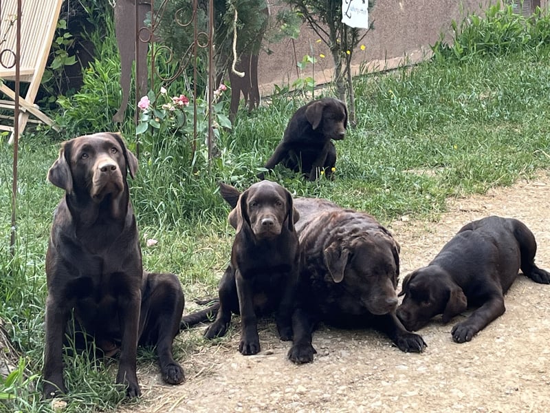 Süße Schoko Labrador Welpen