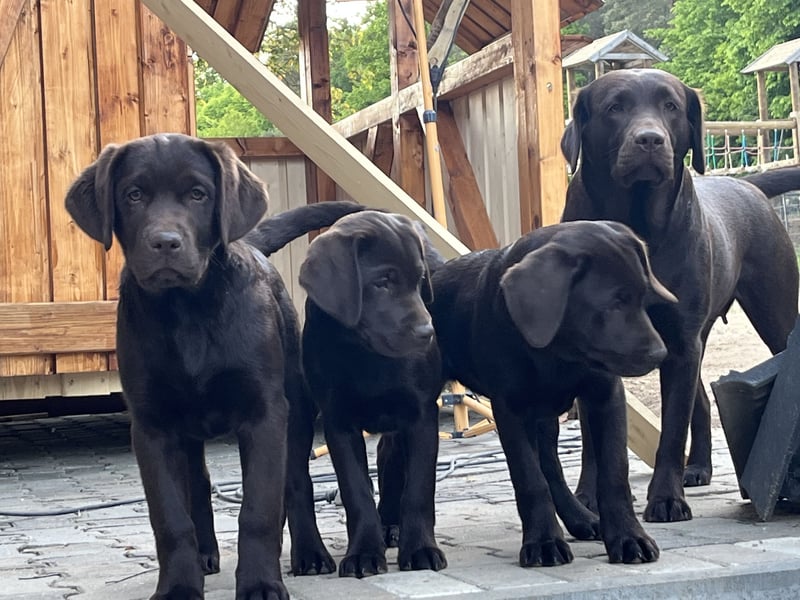 Süße Schoko Labrador Welpen