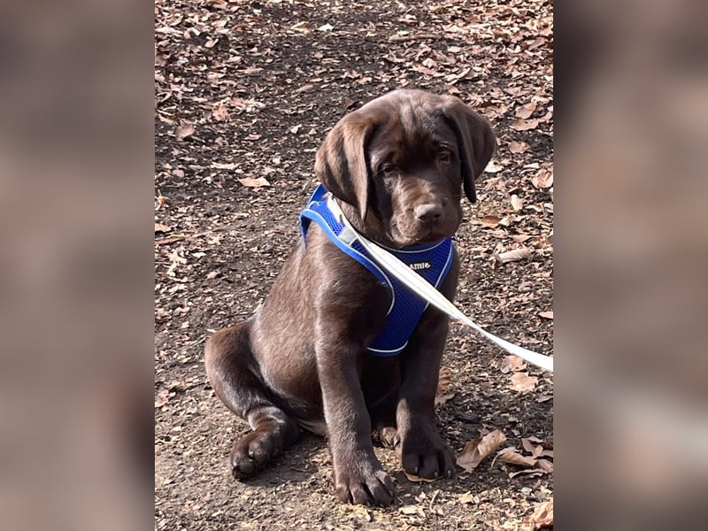 Süße Schoko Labrador Welpen