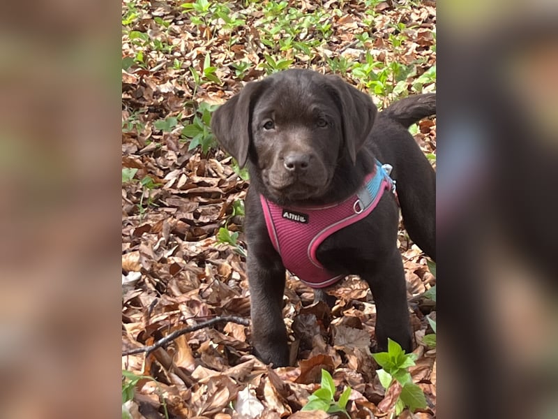Süße Schoko Labrador Welpen