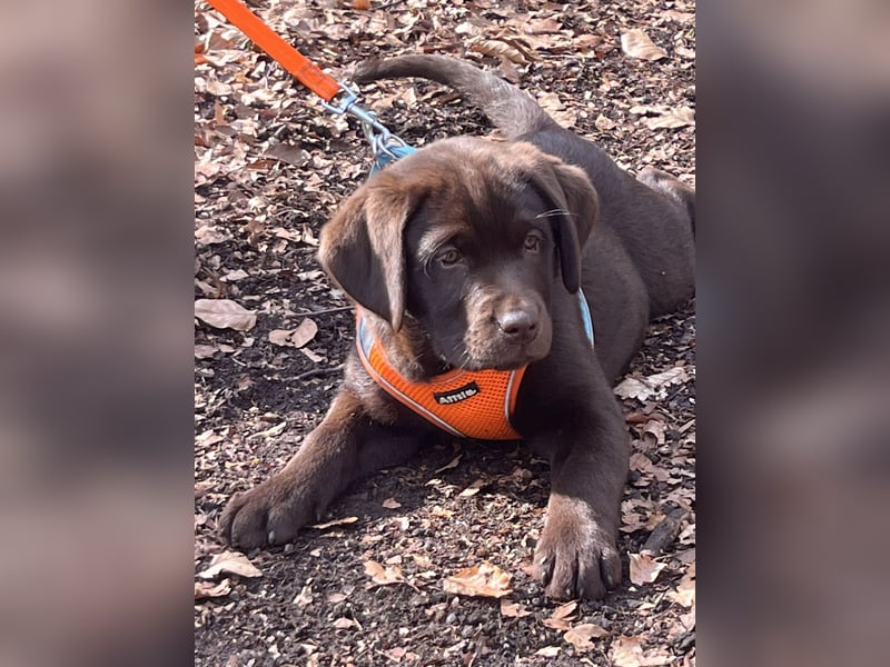 Süße Schoko Labrador Welpen