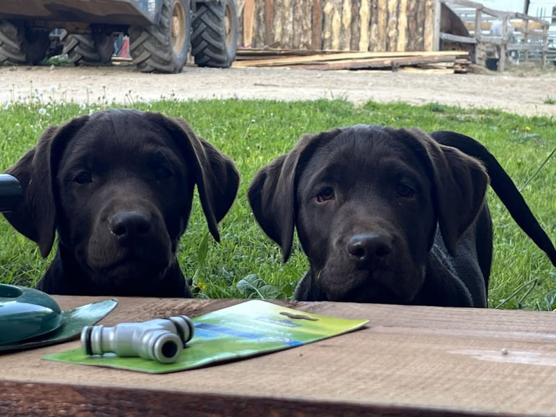 Süße Schoko Labrador Welpen