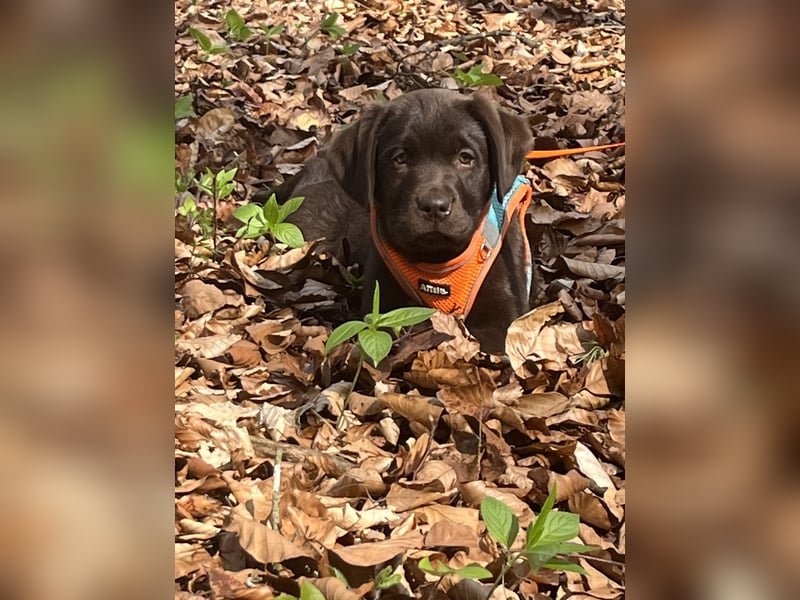 Süße Schoko Labrador Welpen