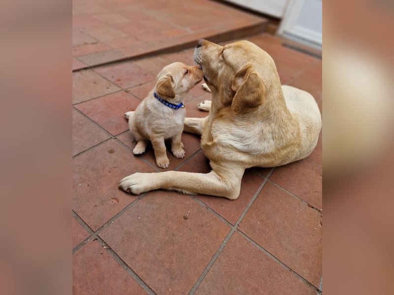 Labrador Retriever
