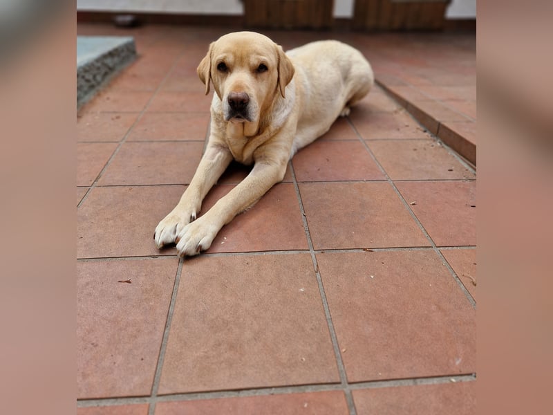 Labrador Retriever