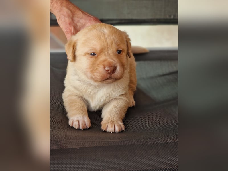 Labrador Retriever