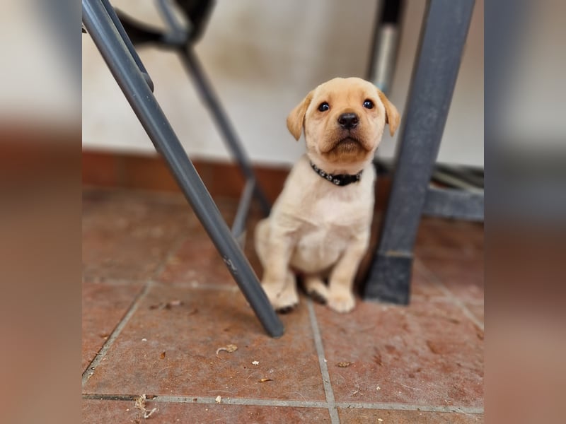 Labrador Retriever