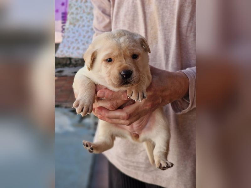 Labrador Retriever