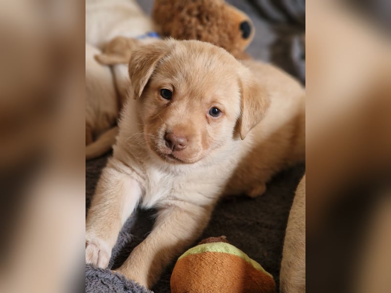 Labrador Retriever