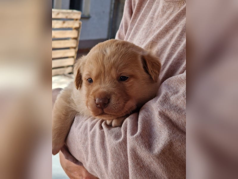 Labrador Retriever
