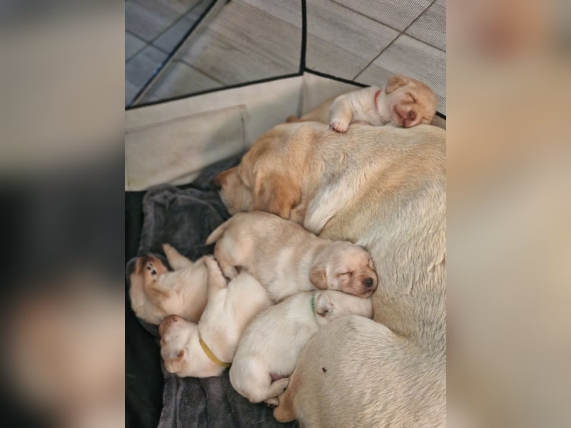 Labrador Retriever