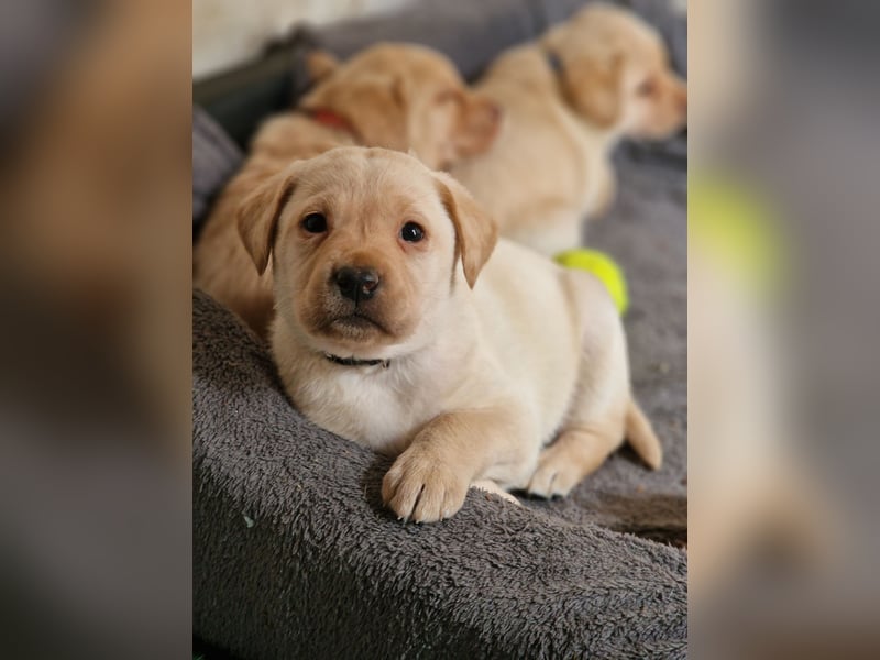 Labrador Retriever